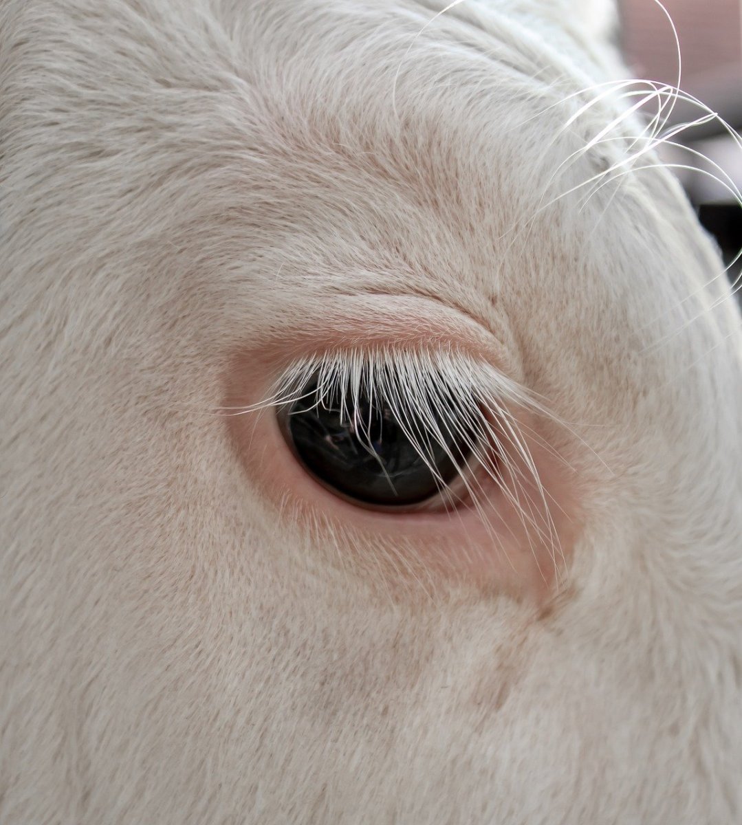 Коровьи глаза