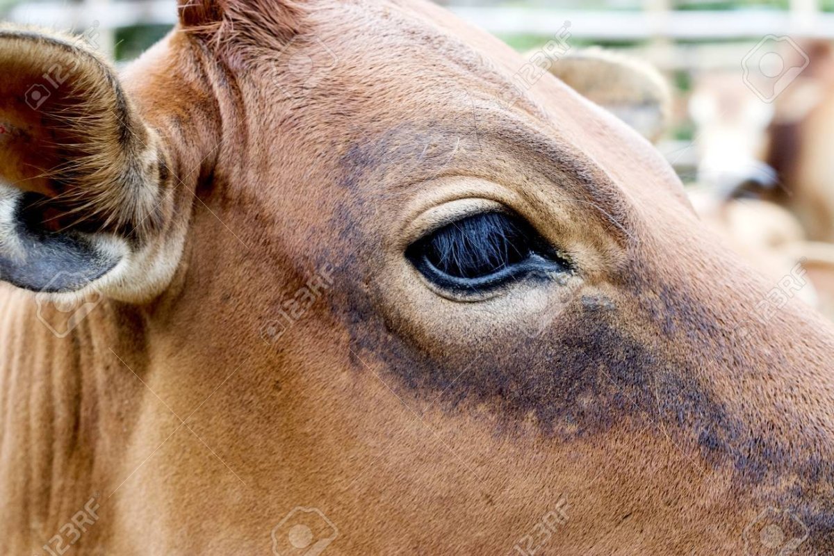 Глаза коровы вблизи