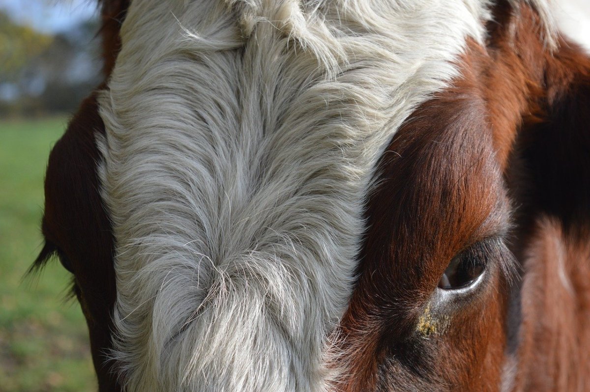 Стилизованная голова коровы