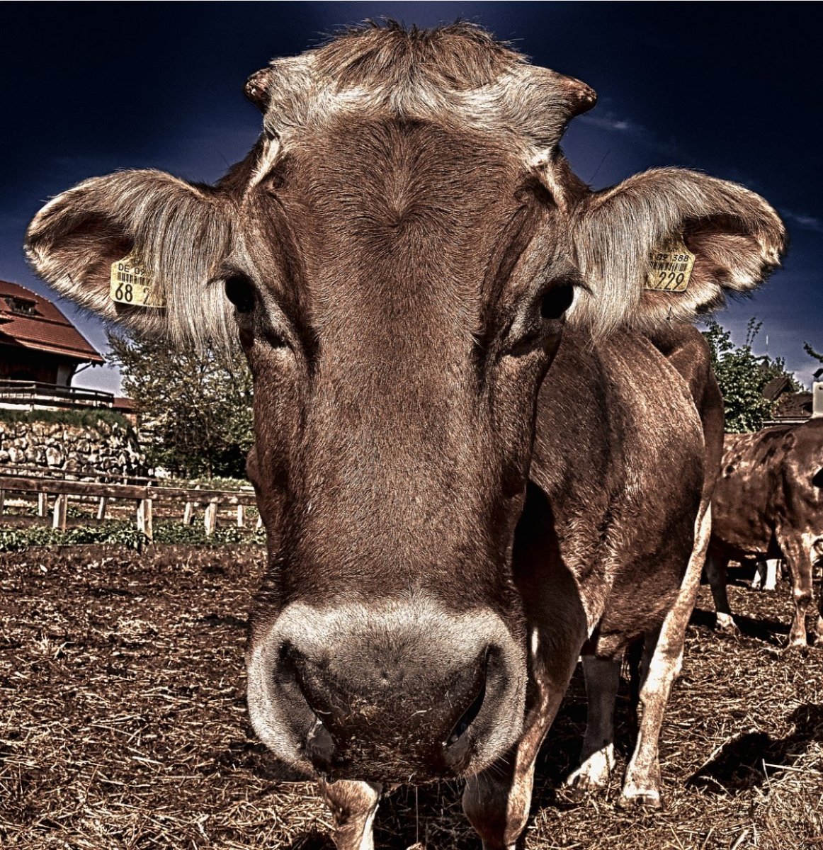 Коровьи глаза