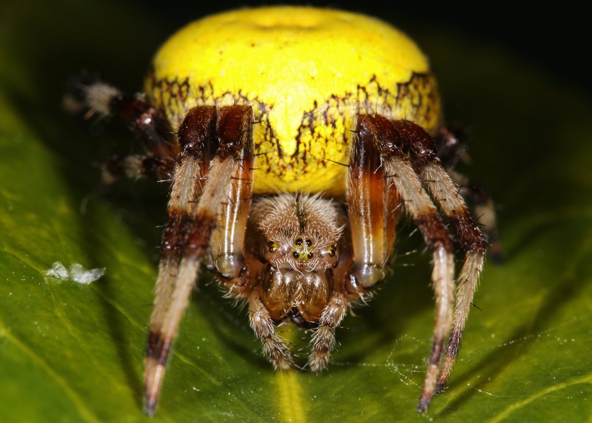 Арахнид желтый паук