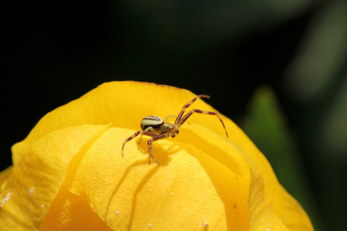 Паук белый Каракурт