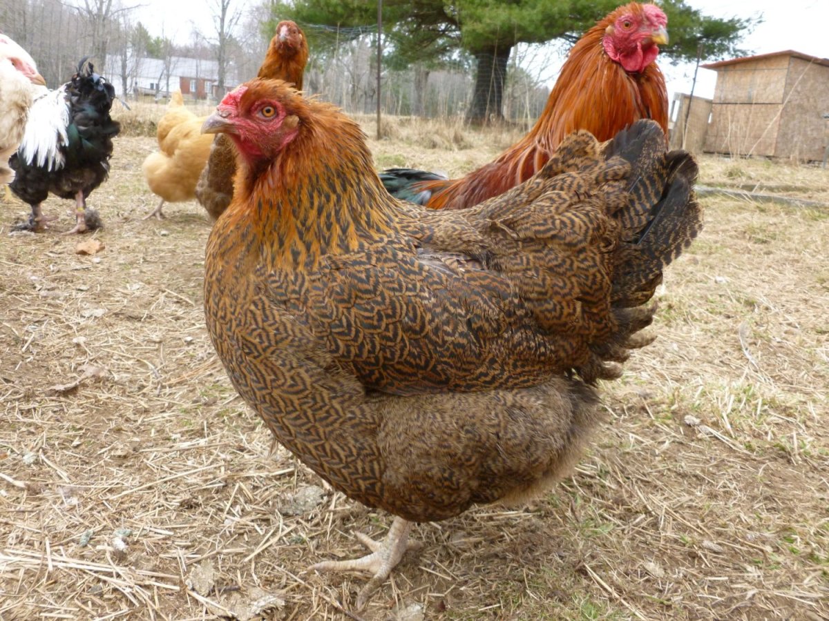 Йокогамский петух Феникс