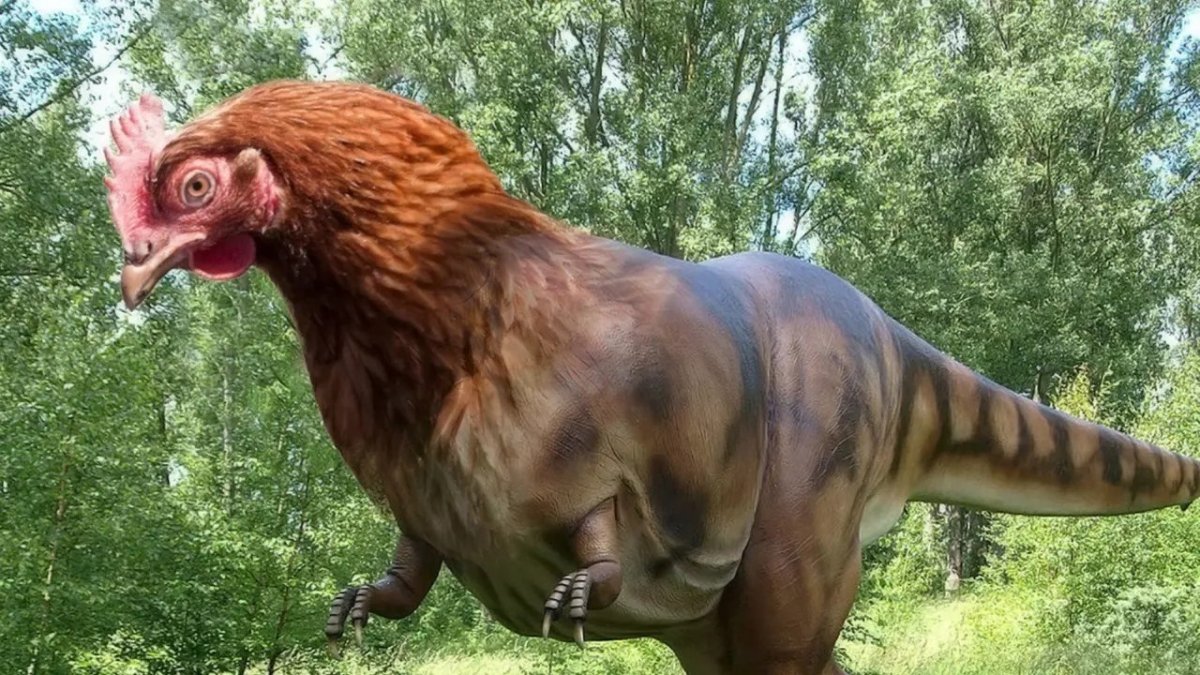 Джерсийский гигант порода