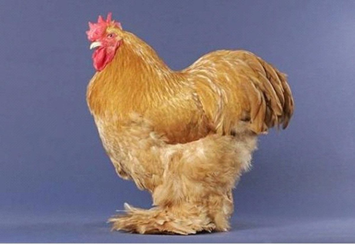 Китайская шелковая куропатчатая