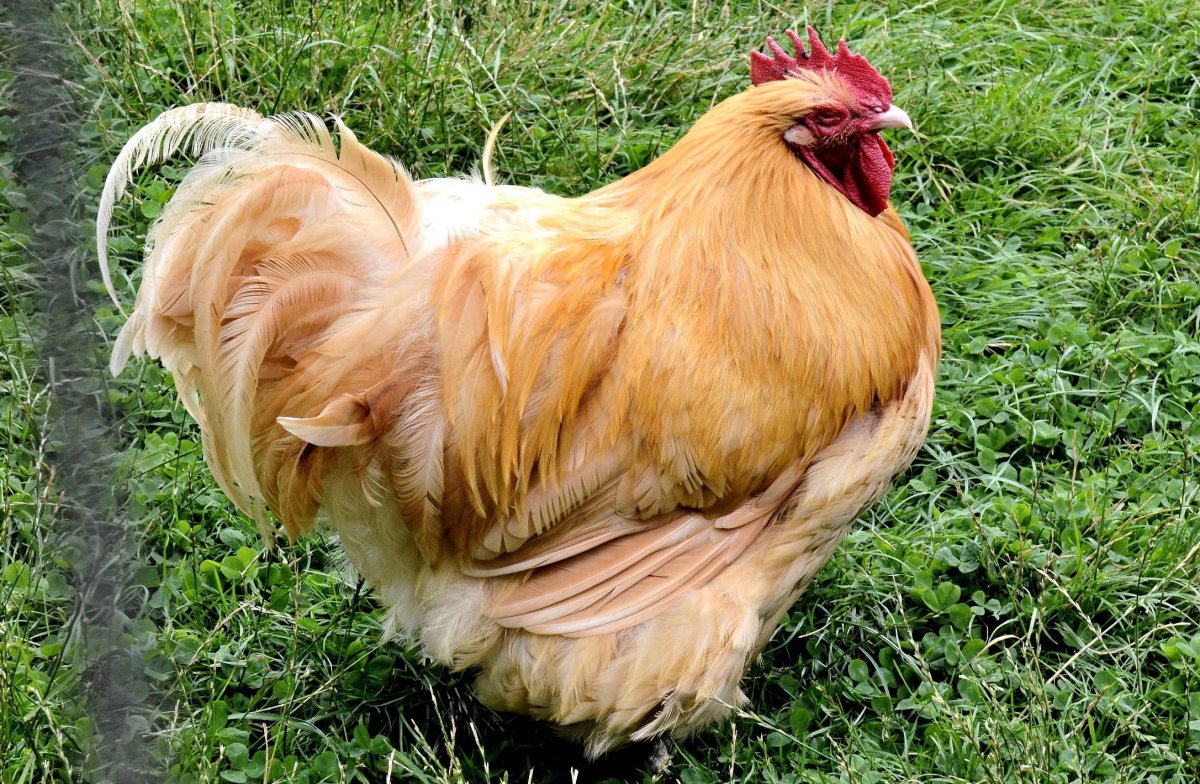 Куры Авиколор