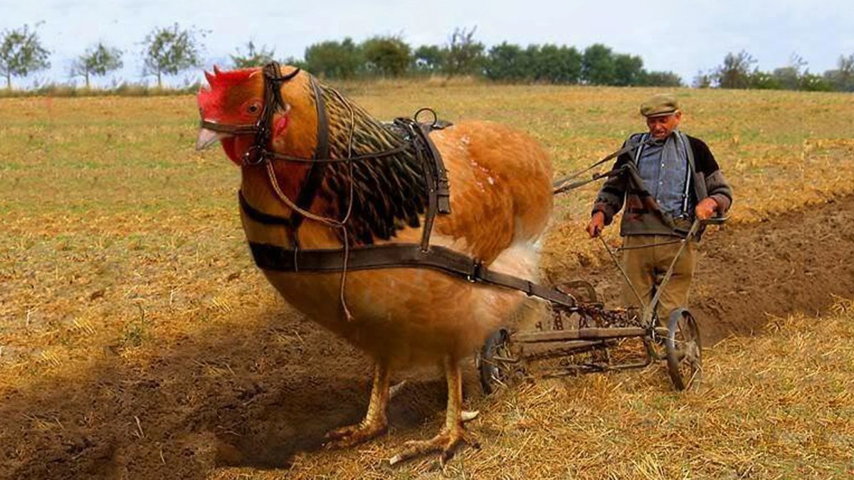 Бесплатно курицы Брама лимонная