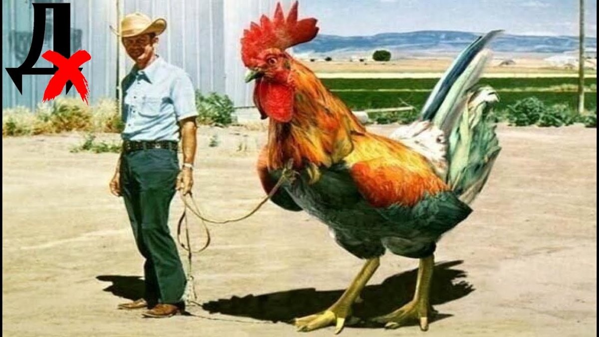 Курицу породы га Донг Тао