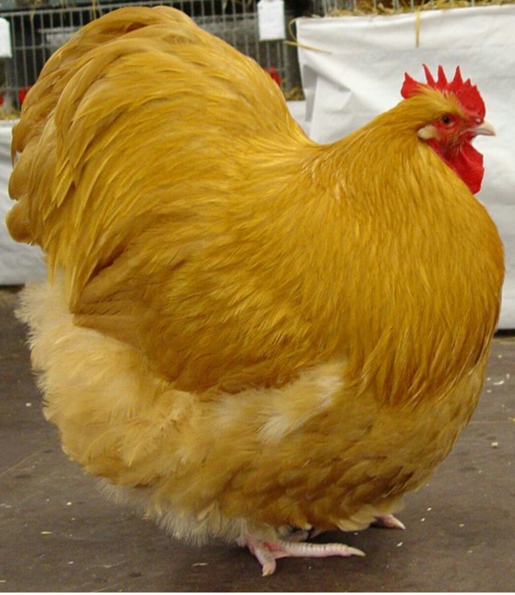 Орпингтон палевый цыплята