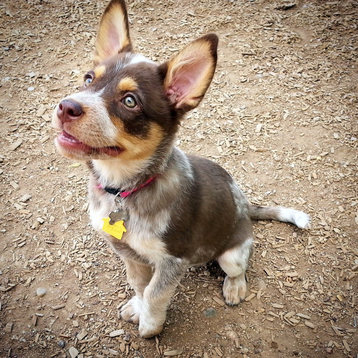 Австралийский корги метис