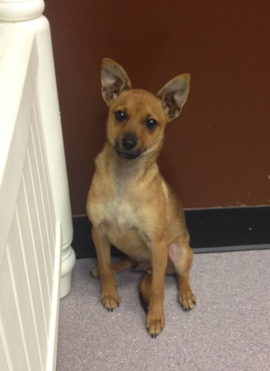 Помесь чихуахуа