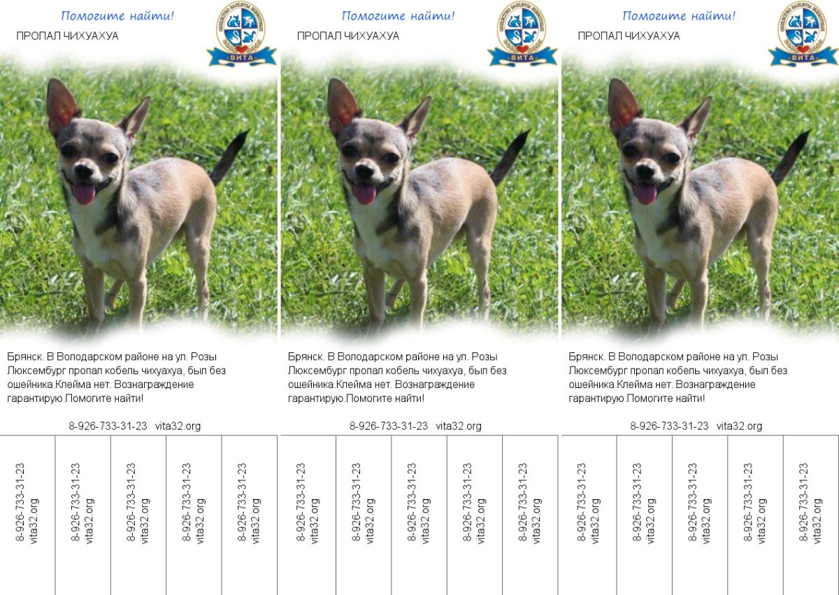 Цвергпинчер Рассел метис