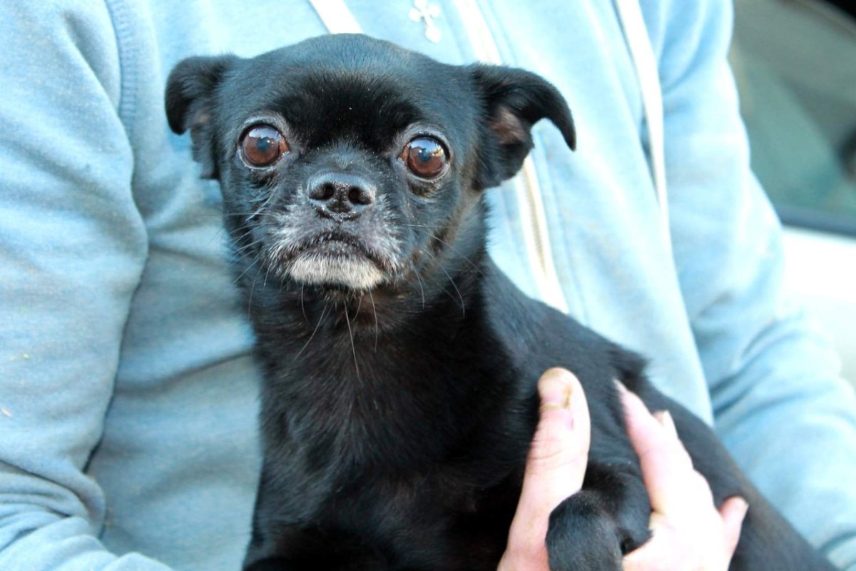 Щенок помесь чихуахуа