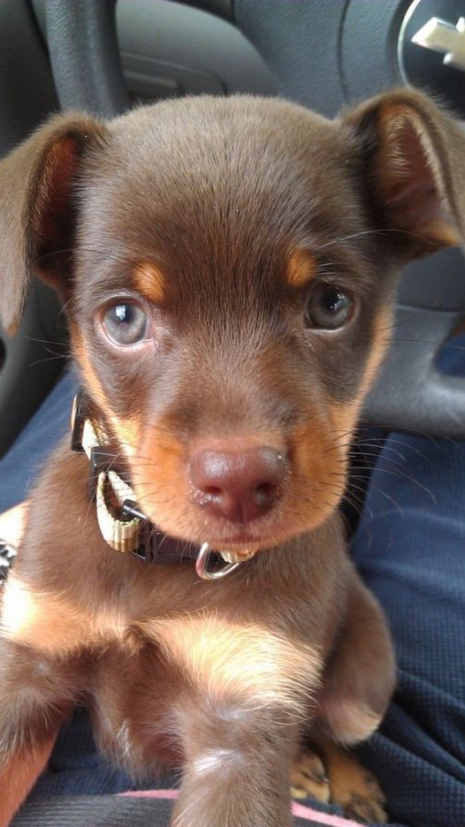 Смесь корги и немецкой овчарки