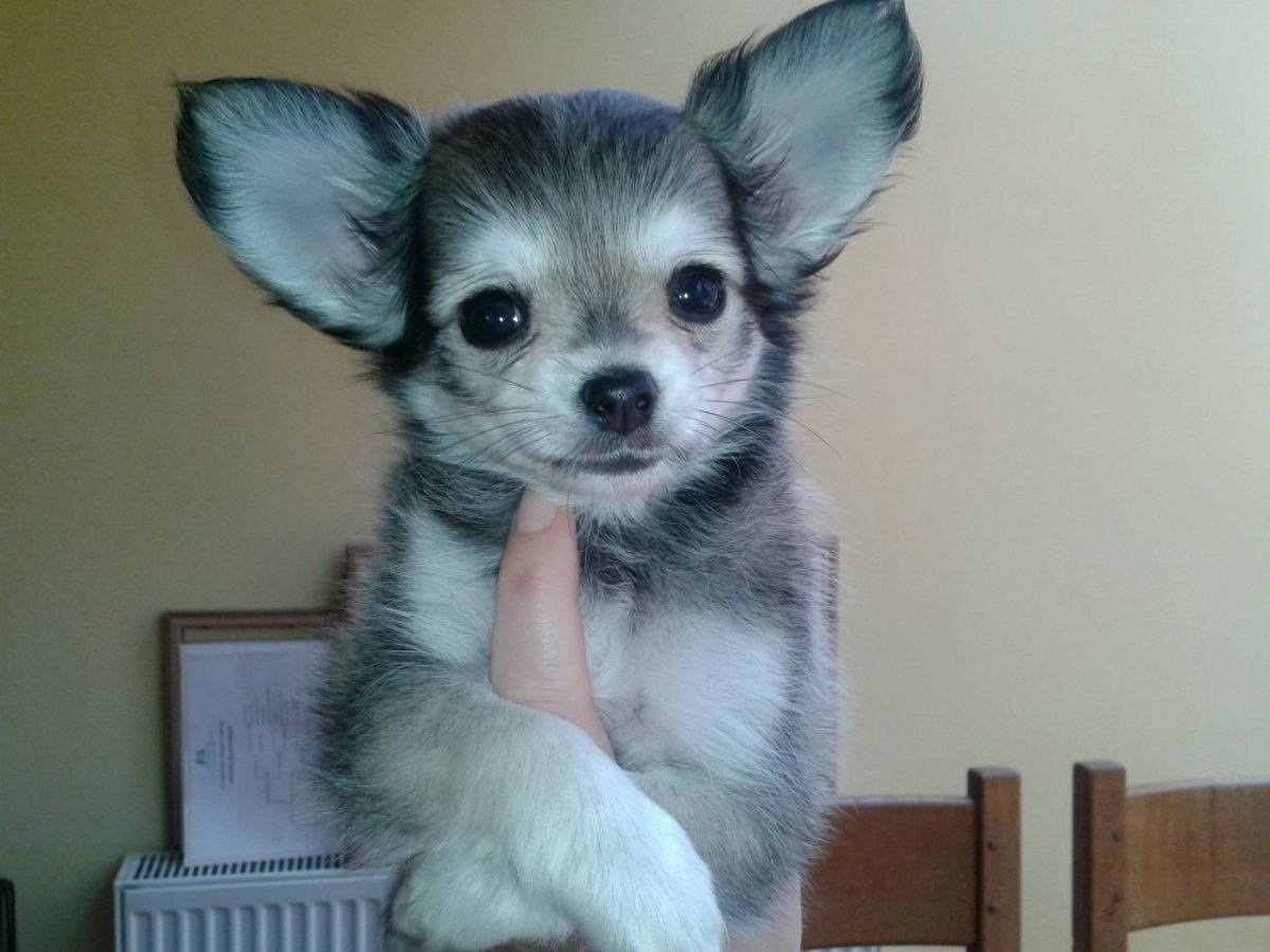 Метис чихуахуа