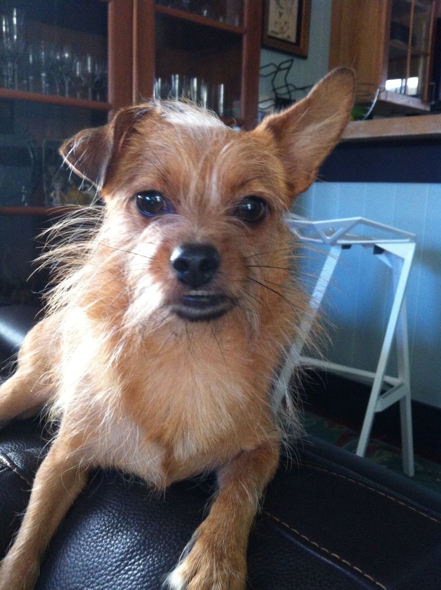 Помесь чихуахуа