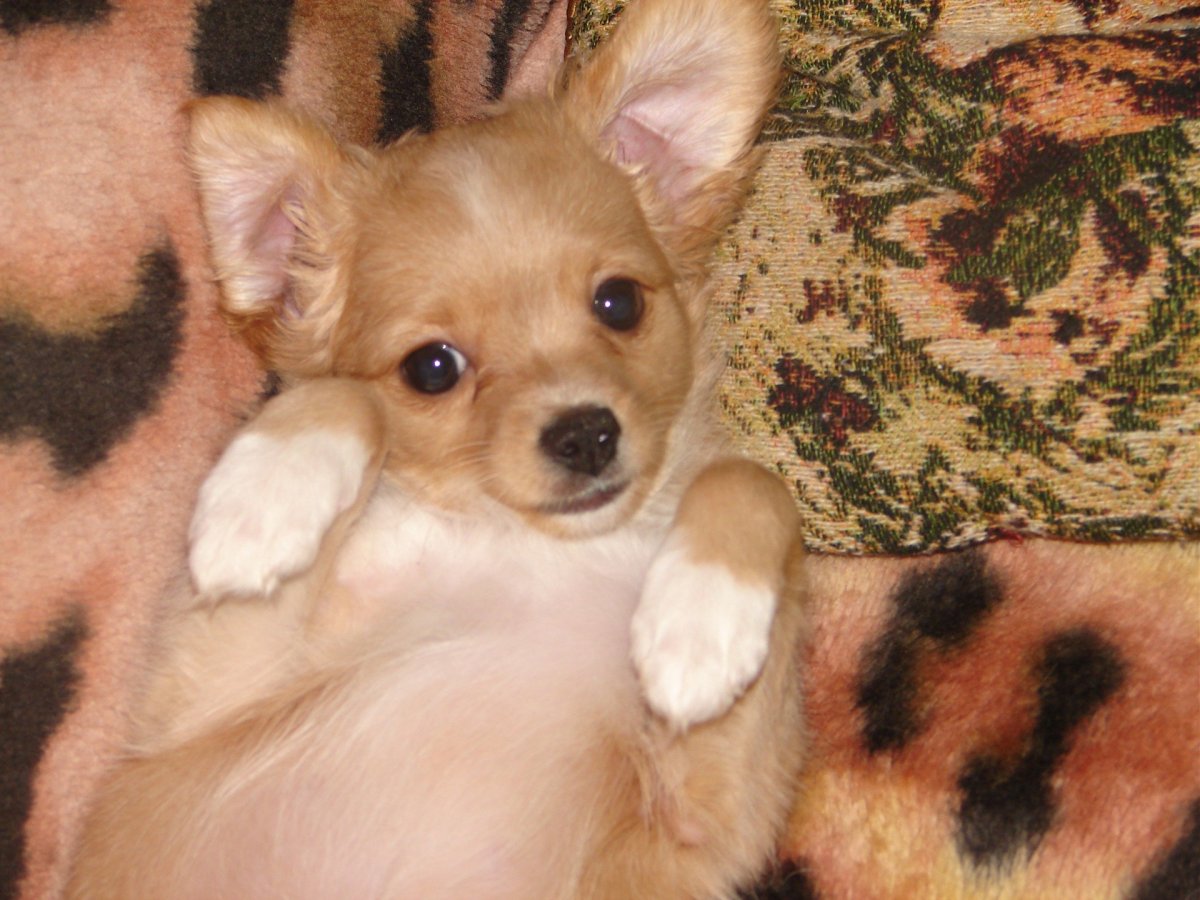 Помесь чихуахуа