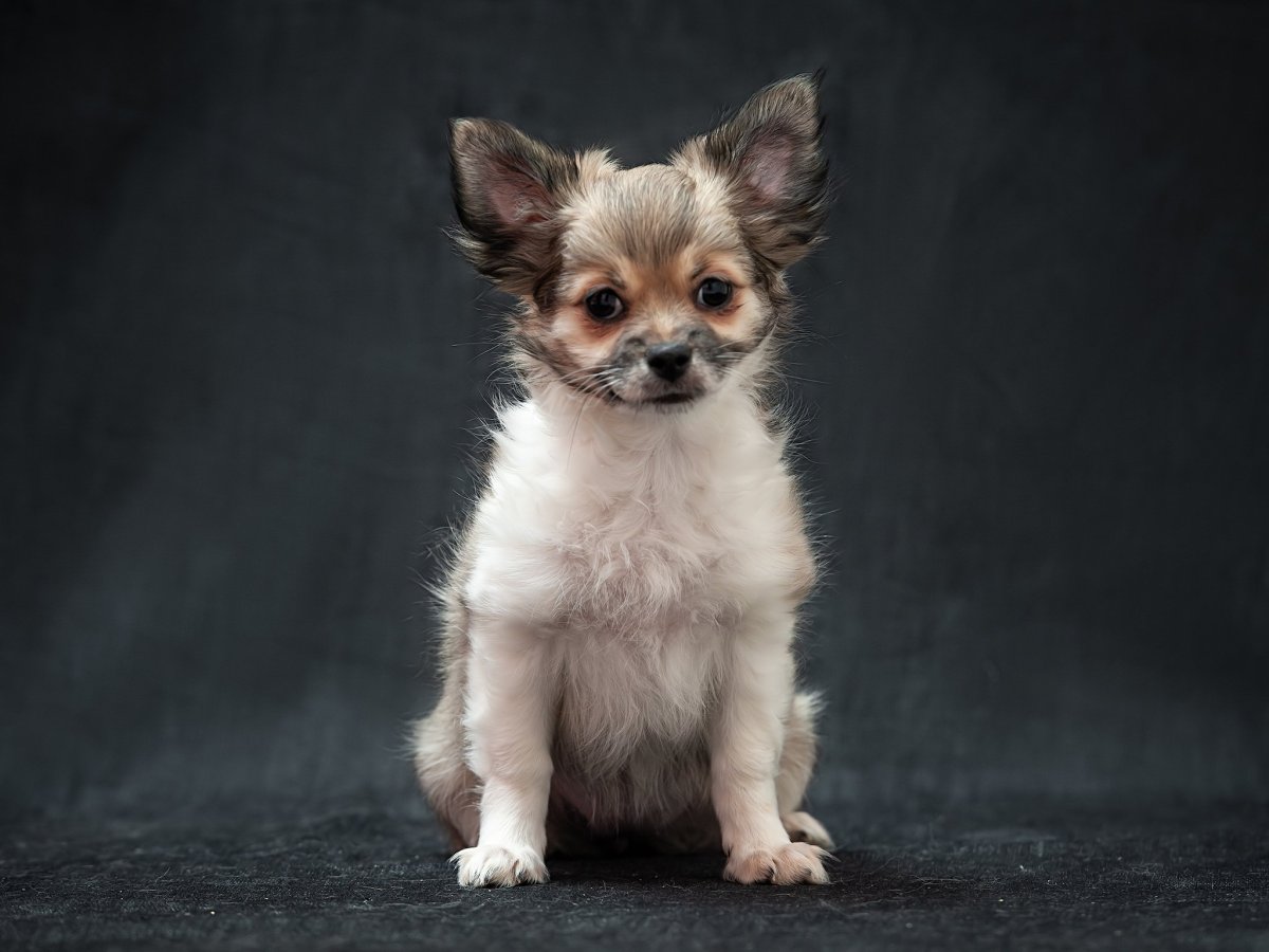 Красивые картинки чихуахуа