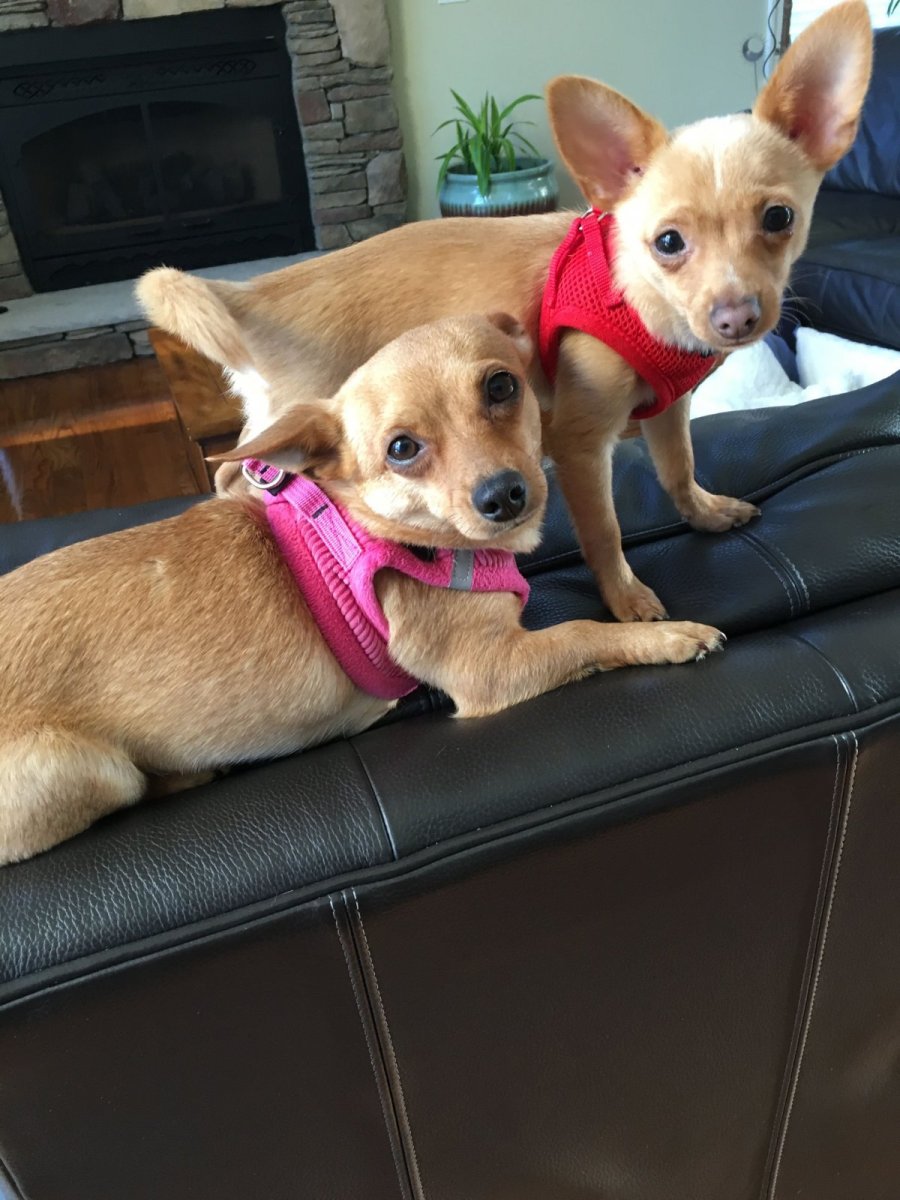 Помесь тойтерьера и чихуахуа