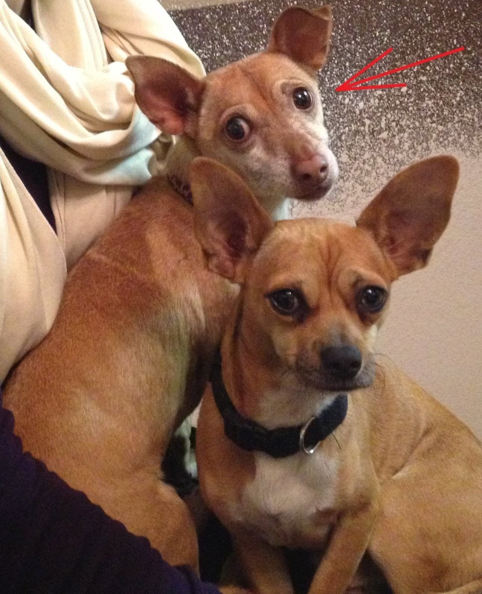 Микро помски