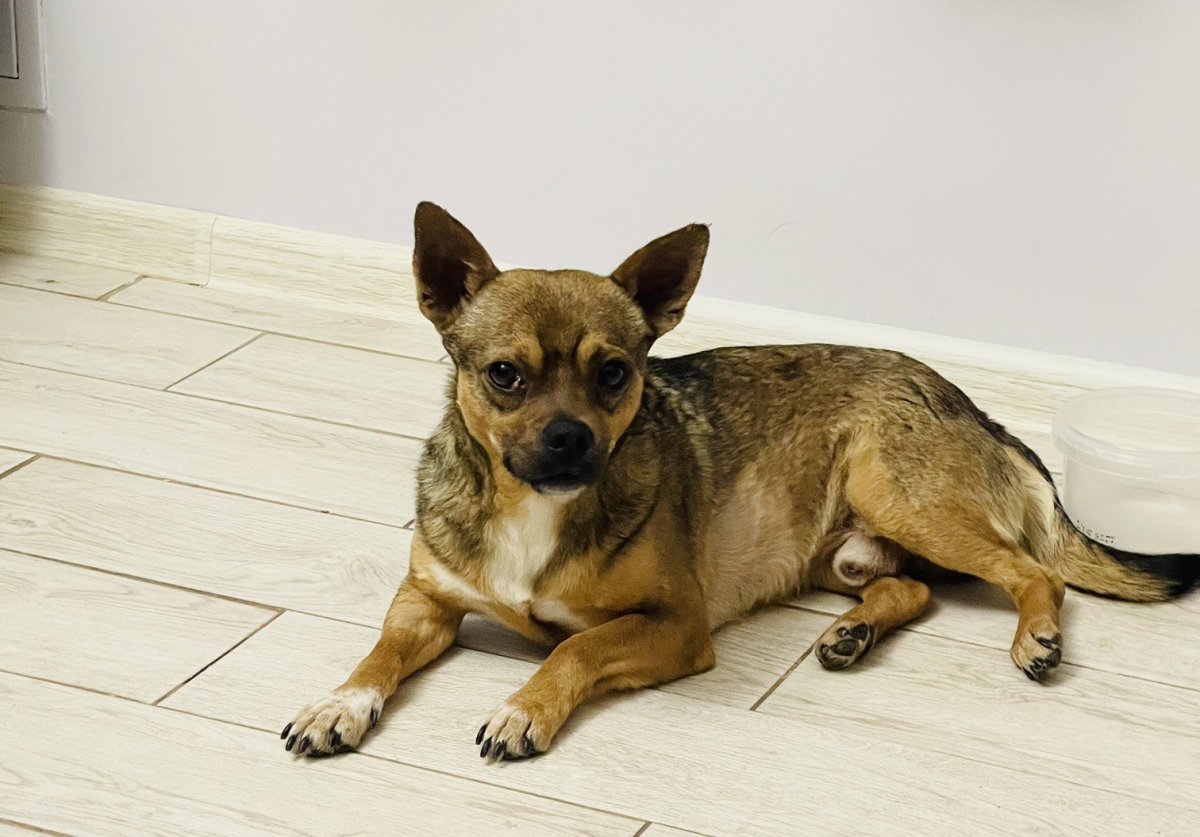 Крошка СЭММИЧ собака