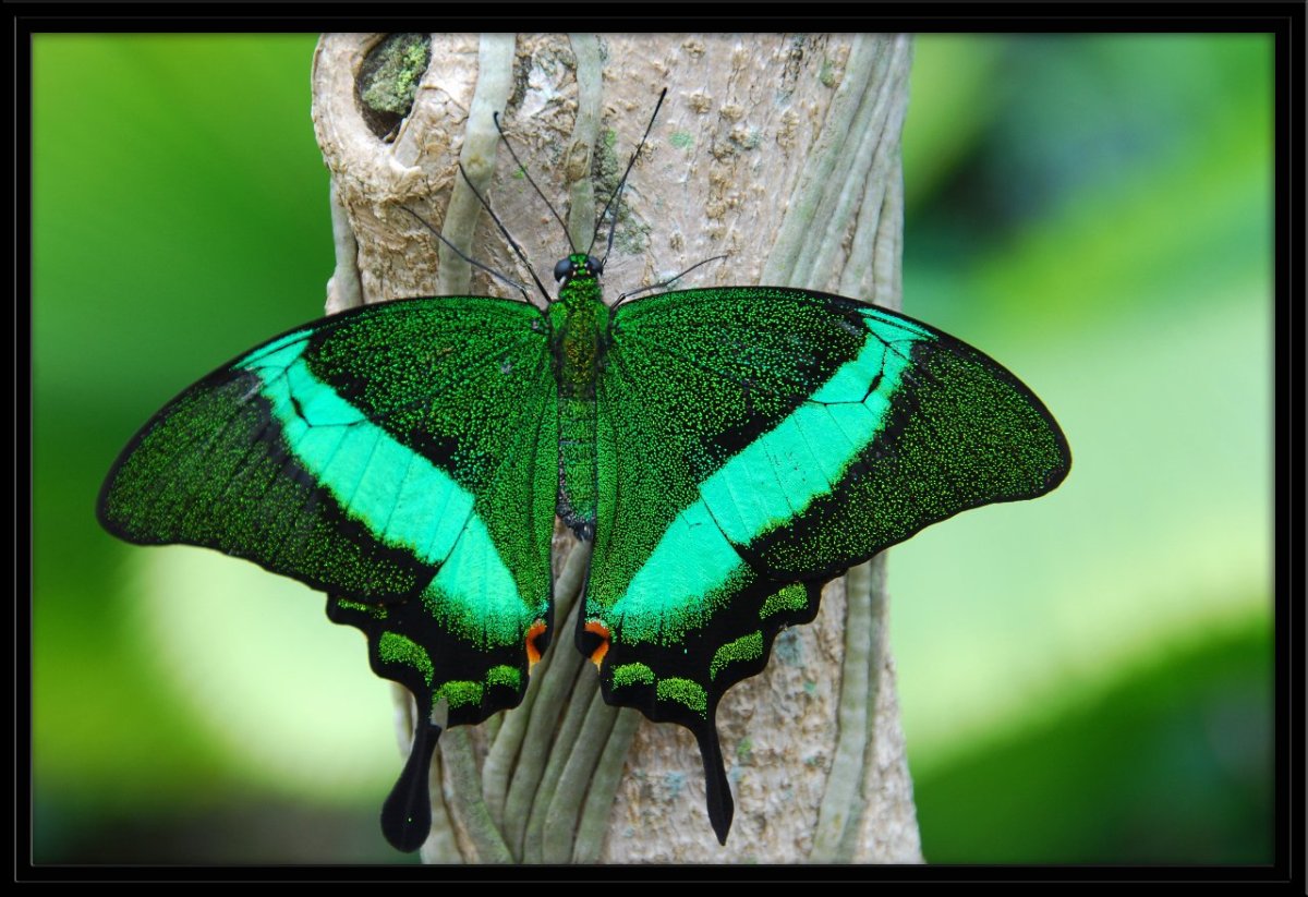 Парусник Палинур гусеница