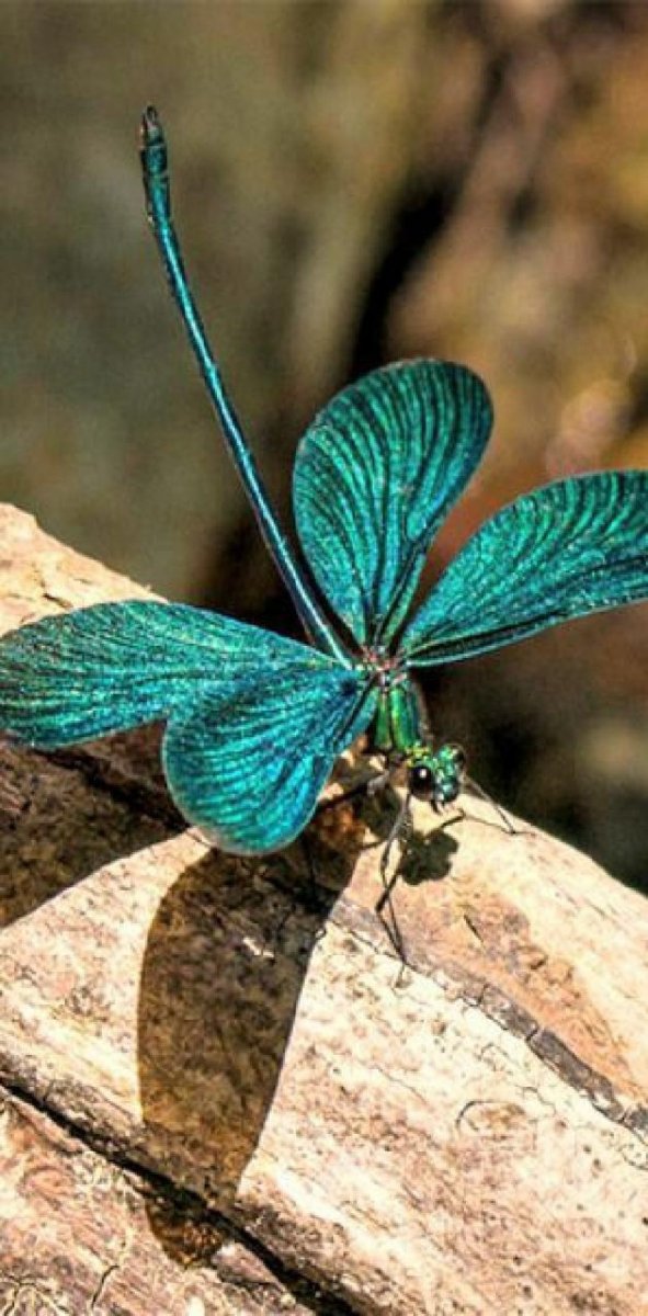 Салатовые бабочки для печати