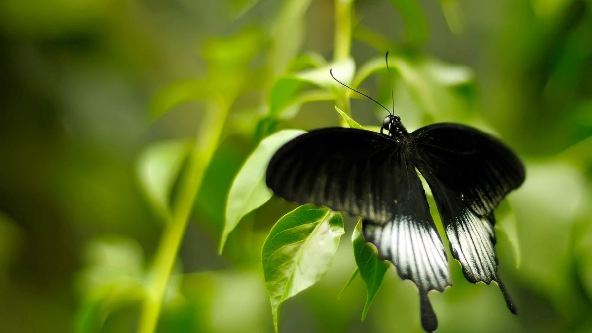 Желто зеленая бабочка