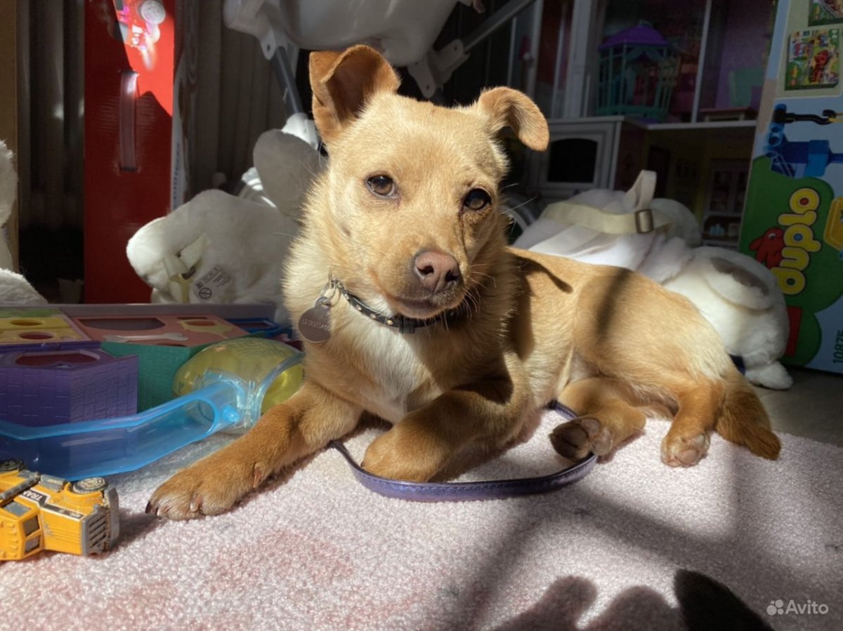 Щенки метисы чихуахуа