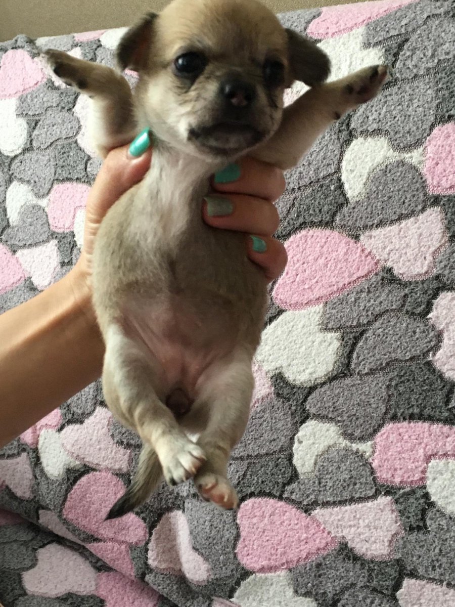 Мексиканский чихуахуа гладкошерстный