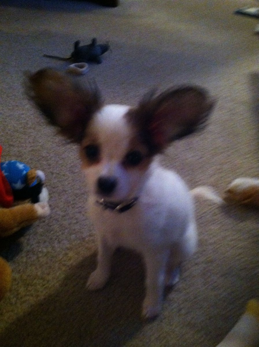 Метис пинчера