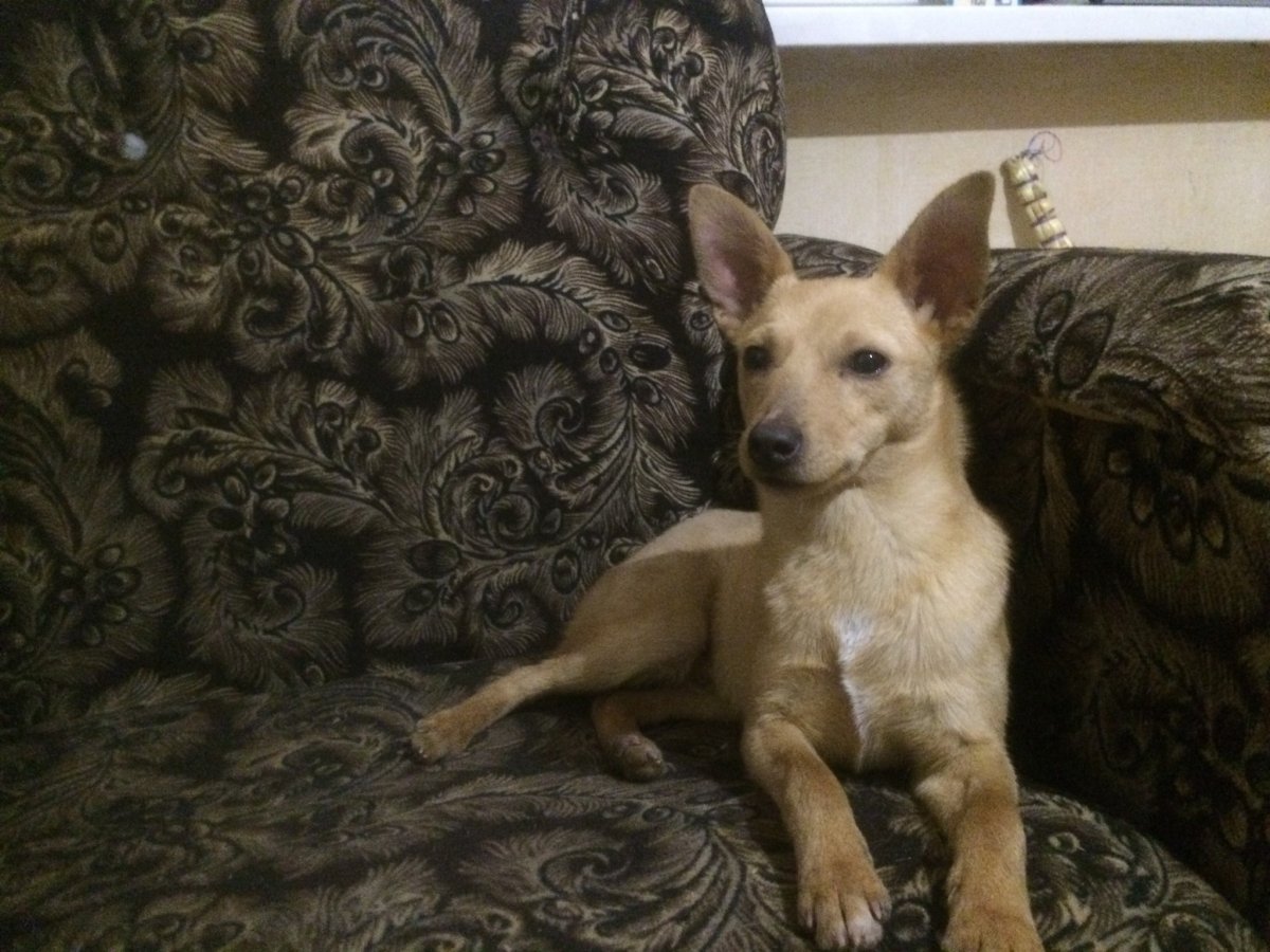 Цвергпинчер и чихуахуа метис