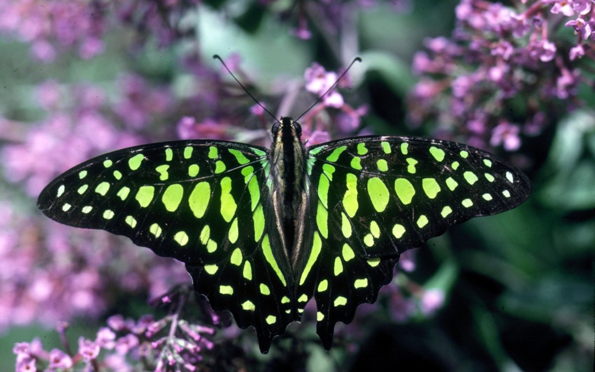 Бабочка Павлиноглазка Сатурния Артемида