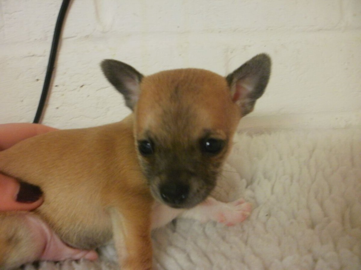 Метис чихуа и шпица