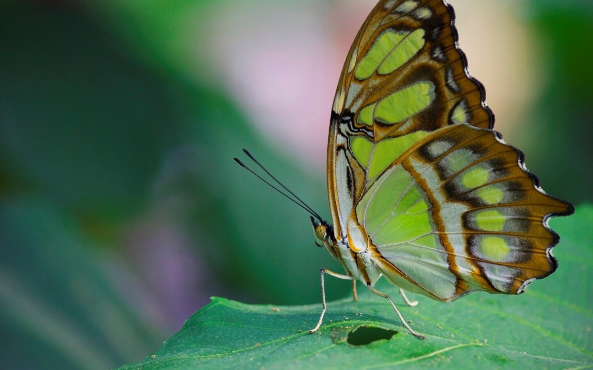 Павлиноглазка Артемида