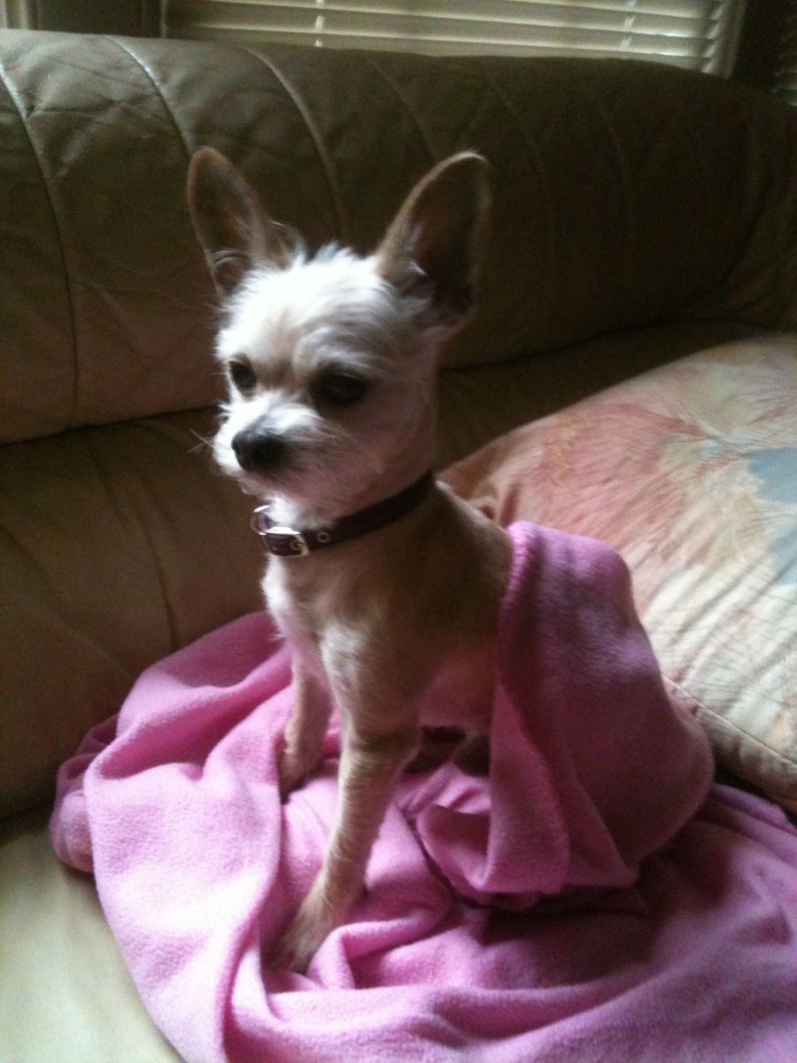 Метис пуделя и чихуахуа