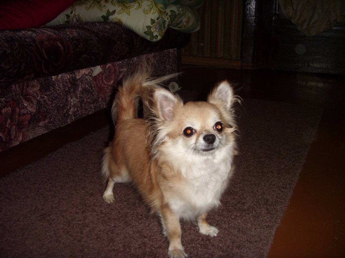 Метис пинчера и чихуахуа