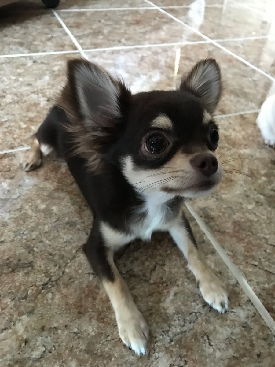 Помесь чихуахуа