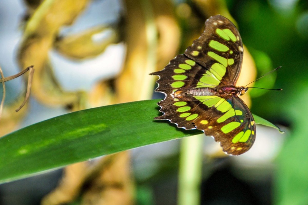 Зеленый мотылек