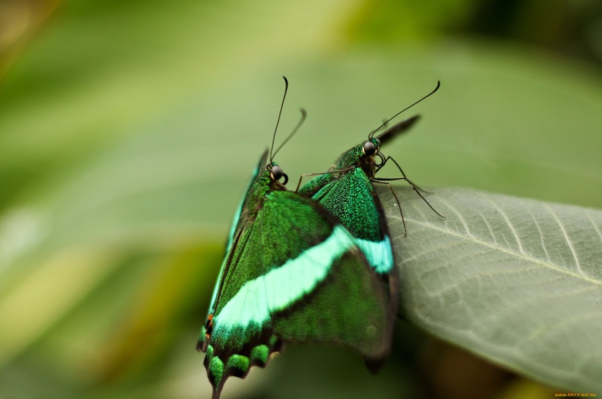 Парусник Палинур Papilio Palinurus