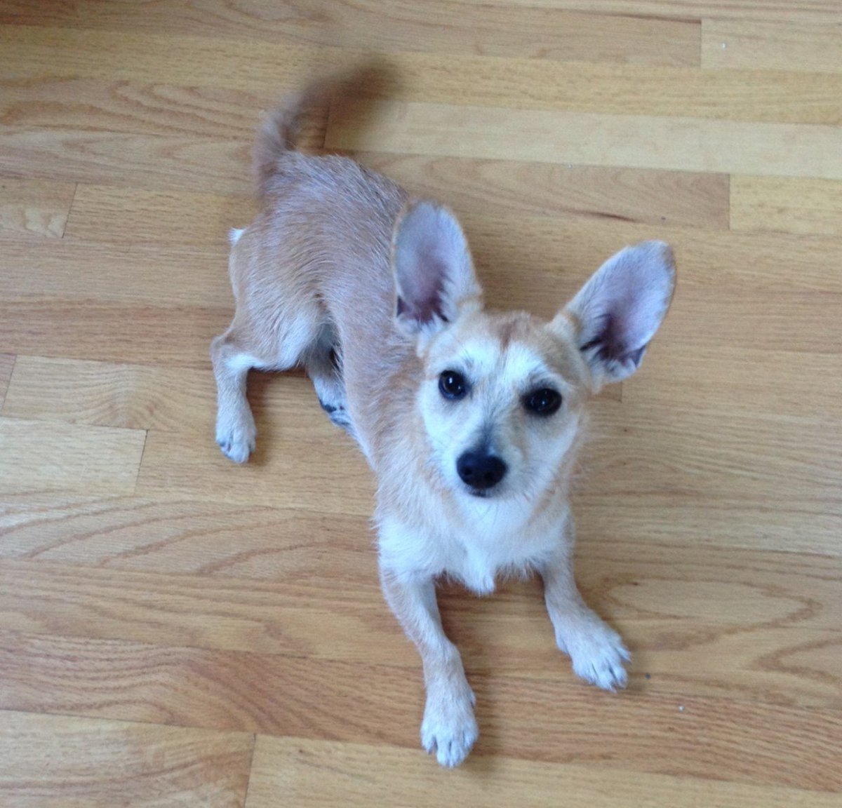 Счастливый чихуахуа