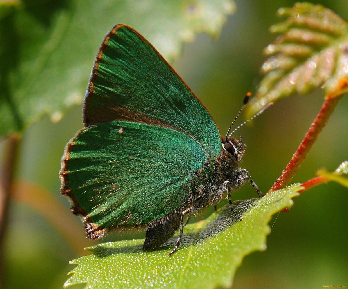 Мятная бабочка насекомое