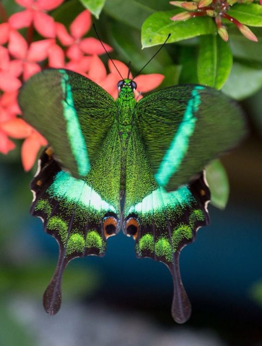 Papilio Palinurus бабочка