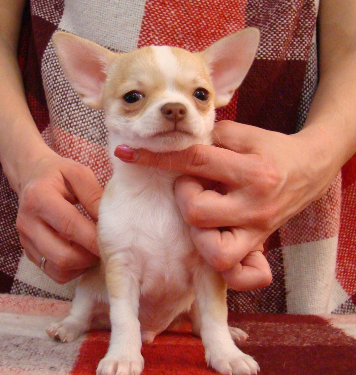 Питбуль и чихуахуа