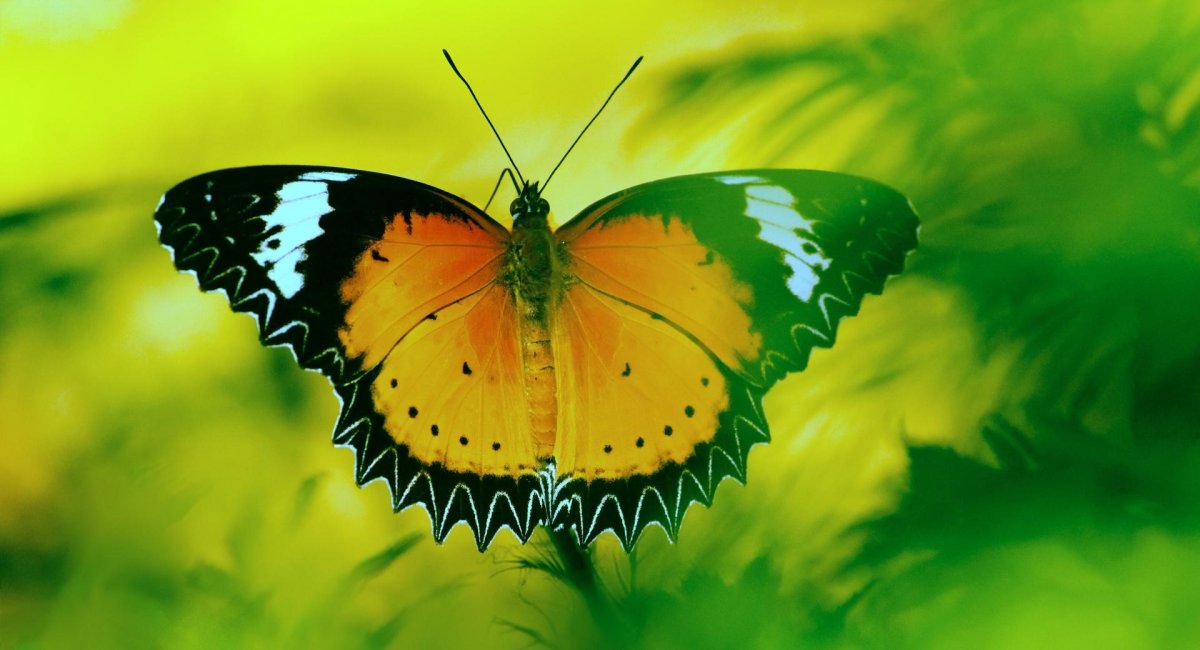 Морфо бабочка размах крыльев