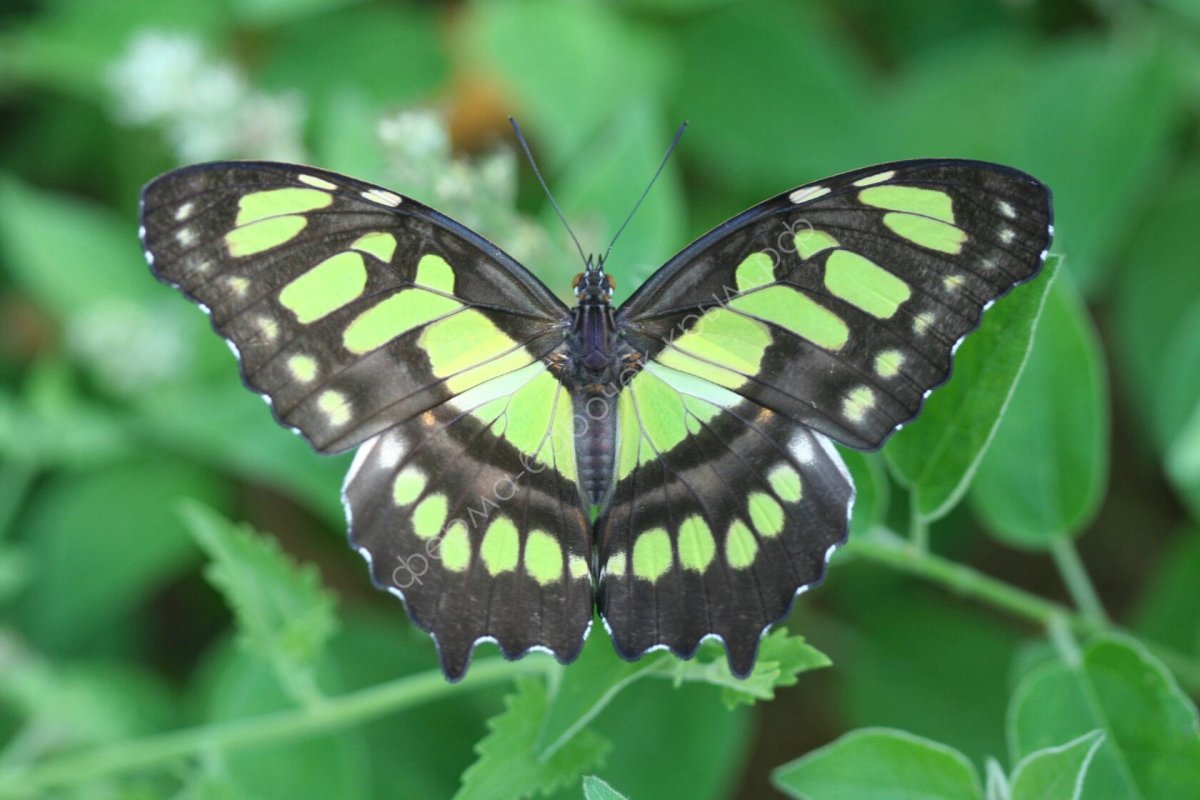 Махаон салатовый