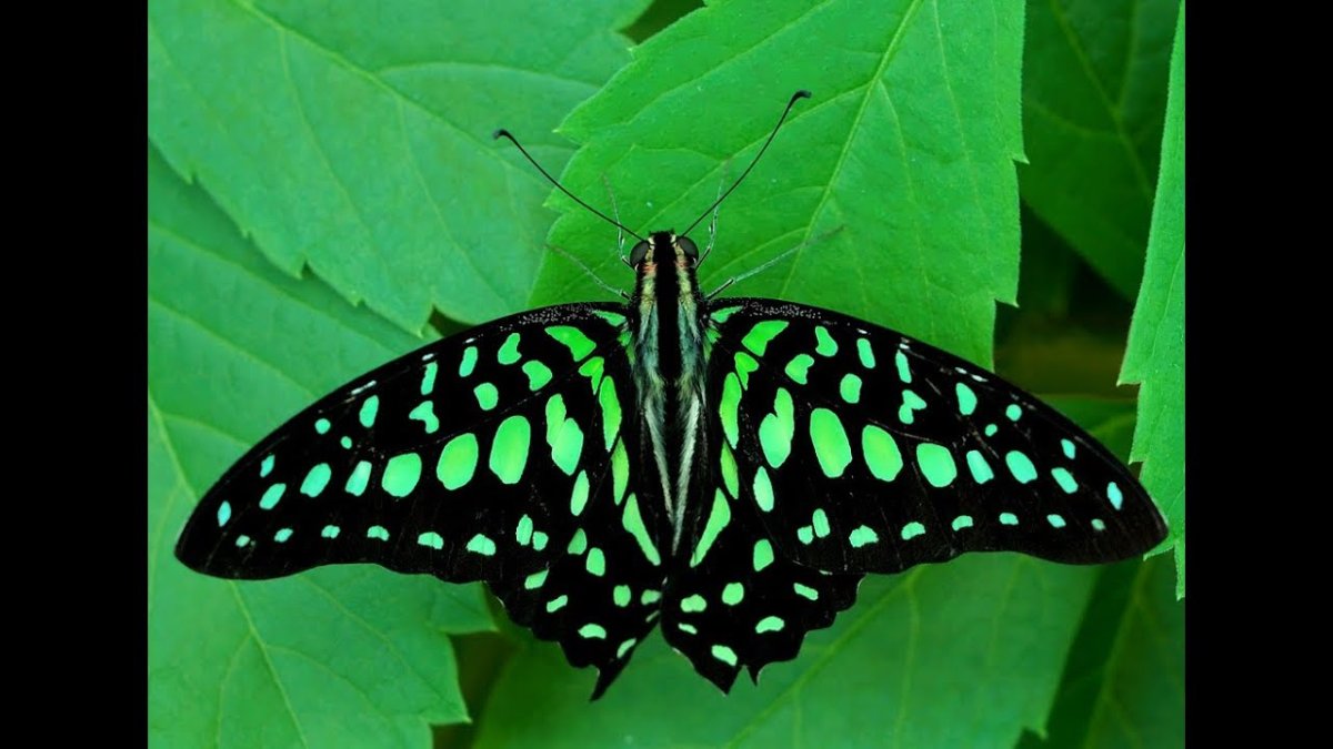 Бабочки в природе