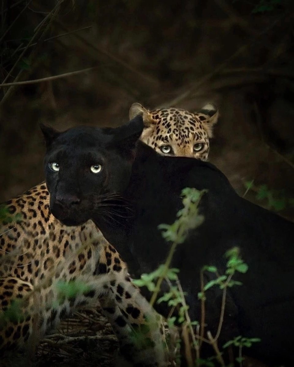 Гепарды в дикой природе