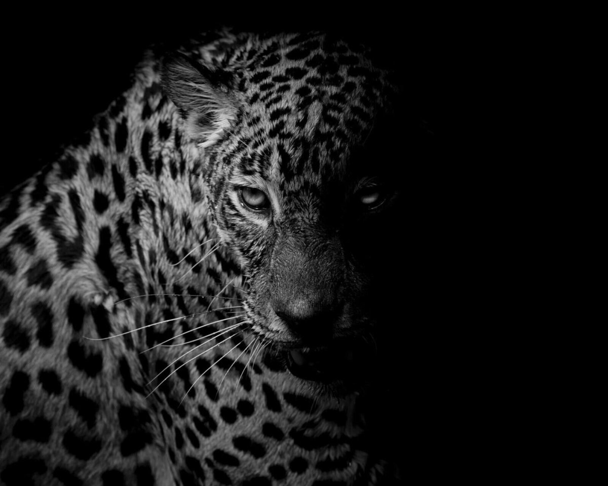 Пантера пятнистая