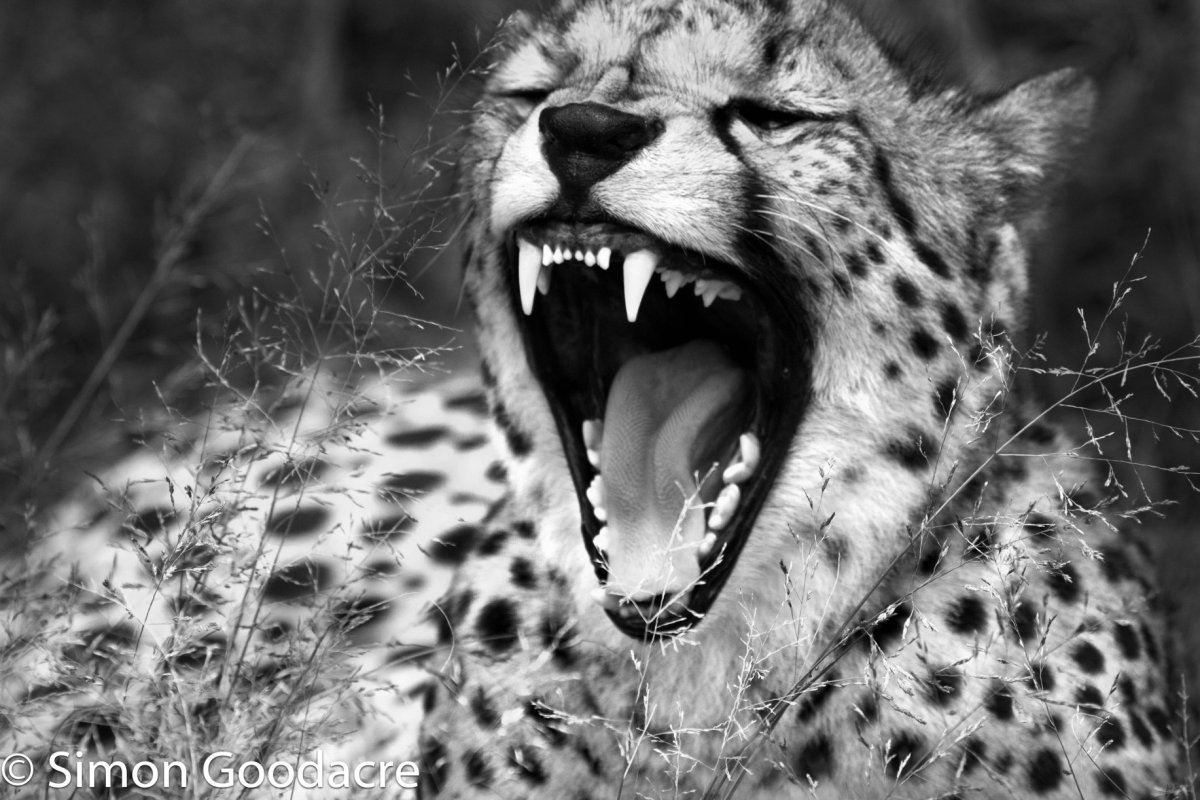 Гепард и леопард